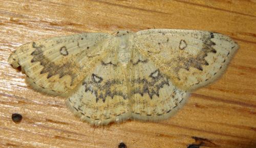 Réf. 187 839 : Cyclophora annularia